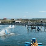 AquaLink, Solusi Jitu Delos bagi Rantai Pasok Petambak Udang